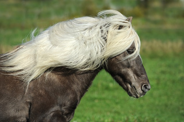 L’acquisto di un cavallo islandese: cosa si dovrebbe sapere sulla razza speciale