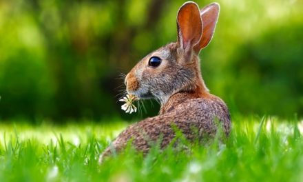 Quando bussare conigli: è così che si capisce il tuo coniglio