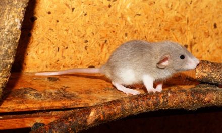 Ratti e loro comportamento: fatti che vale la pena conoscere sul comportamento alimentare