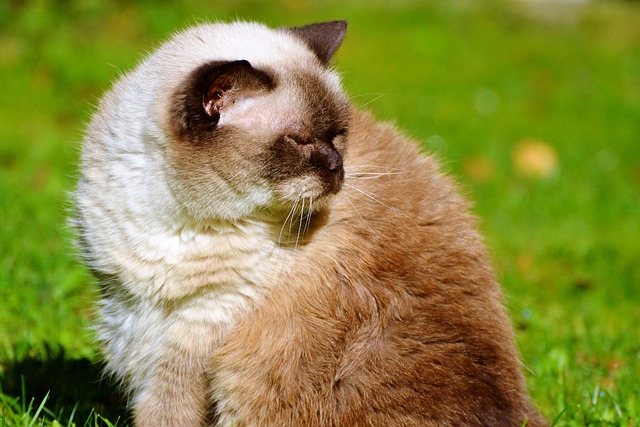 Ai gatti piace dormire coccolone: è così che si costruisce una grotta di gatti accogliente