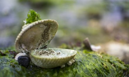 Grande fioritura di alghe nell’acquario: Suggerimenti per la rimozione e la prevenzione