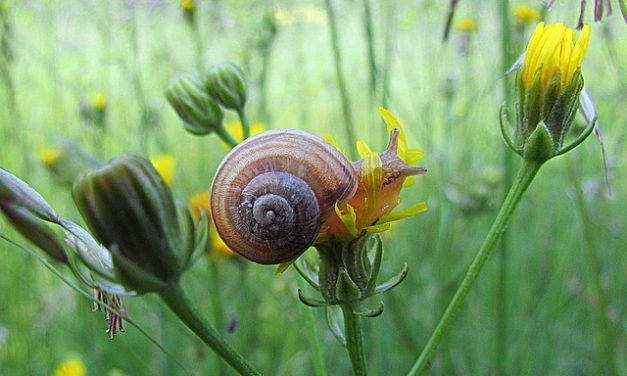 Mettete una lumaca a base di erbe per il balcone: ecco come funziona