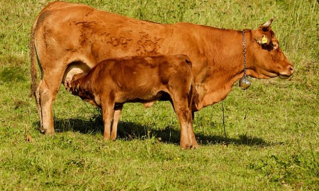 Progettare una penna di vitello animali-friendly: ecco come funziona