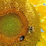 Taglio di girasoli sbiaditi: come farlo correttamente