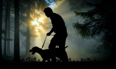 Cane senza guinzaglio: Allenamento per un cane obbediente