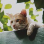 Creazione di un tetto verde: ecco come funziona