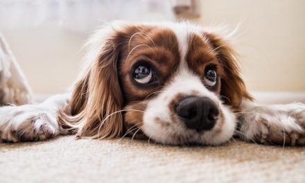 Gonfiore nell’orecchio del cane: cosa fare?