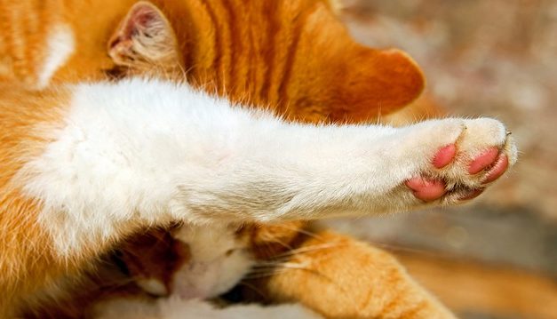 Punti calvi nei gatti: come aiutare il tuo animale domestico