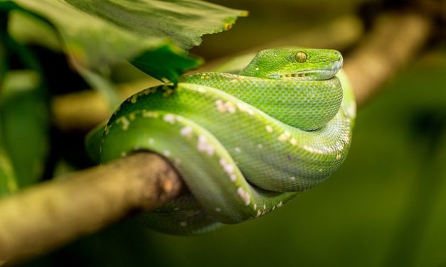 Acquisto di serpenti: Suggerimenti per tenere i serpenti