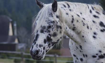 Cavalcare un cavallo con un passero? Procedere come segue