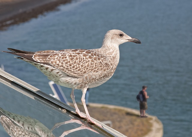 Cosa mangia il cervo? allevamento di animali da azienda in modo adeguato alle specie