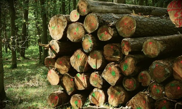 Impilatura della legna da ardere: come farlo correttamente