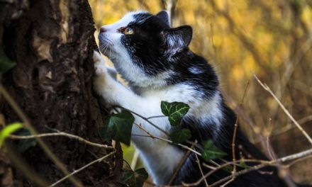 Profender Spot-on per gatti: pesare correttamente i vantaggi e gli svantaggi