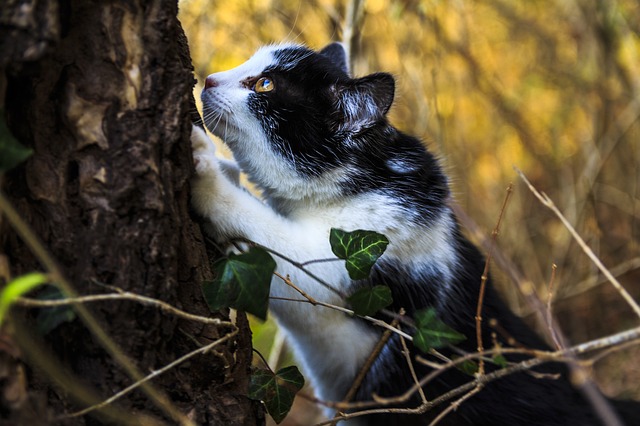 Profender Spot-on per gatti: pesare correttamente i vantaggi e gli svantaggi