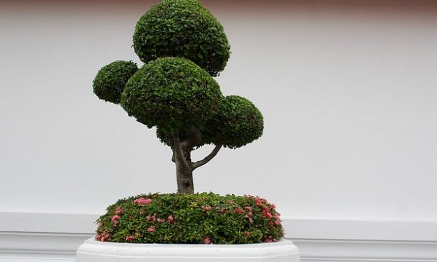 Rivivere i bonsai: così è possibile salvare l’impianto in miniatura in caso di danni secchi
