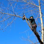 Taglio degli alberi: come ridurre i costi