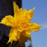Attraversare fiori: è così che potete affinare le piante