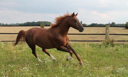 Cavallo: Velocità