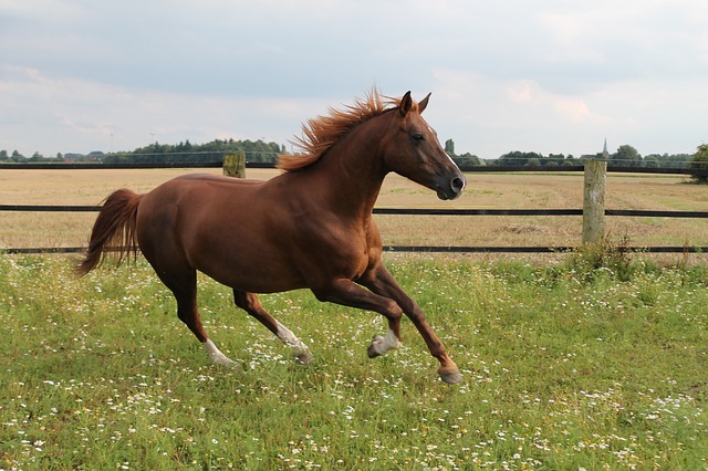 Cavallo: Velocità