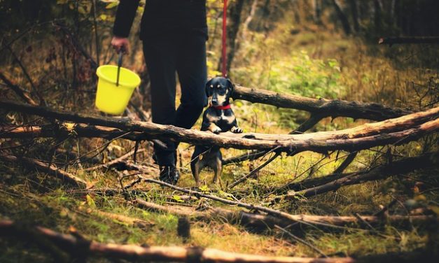 Yorkshire Terrier nella lettiera: come usarla correttamente