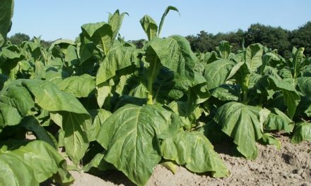 Coltivare il tabacco: è così che funziona la coltivazione degli hobby