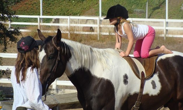 Insegnare il cavallo a scalare: come funziona con i cavalli