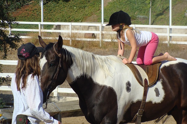 Insegnare il cavallo a scalare: come funziona con i cavalli