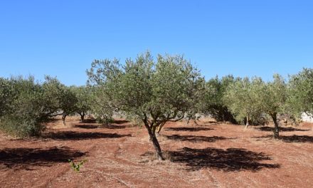 Istruzioni per la cura di un olivo