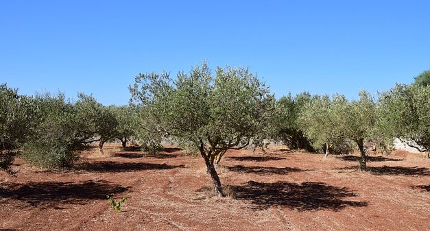 Istruzioni per la cura di un olivo