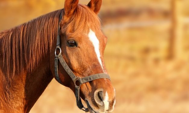 Lasciate coprire mare: cosa fare attenzione?