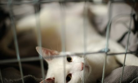 Alimenti per gatti affetti da malattie renali – come nutrire correttamente l’animale