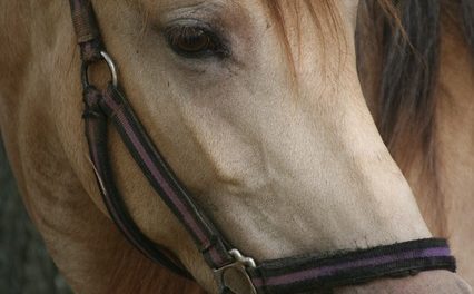 Cavalli: purosangue: questo è ciò che si dovrebbe tenere a mente quando si tratta di questi animali nobili