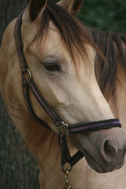 Cavalli: purosangue: questo è ciò che si dovrebbe tenere a mente quando si tratta di questi animali nobili