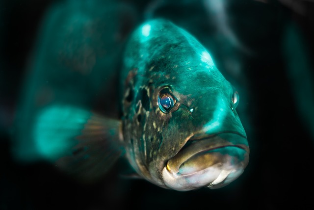 Equipaggiare un acquario con luce LED: è così che funziona