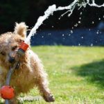 Garden design: è così che funziona il giardinaggio a misura di cane
