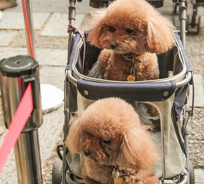Mini mop cuccioli: informazioni su allevamento e manipolazione