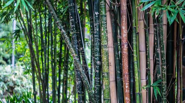 Quanto velocemente cresce il bambù? Cosa dovresti sapere