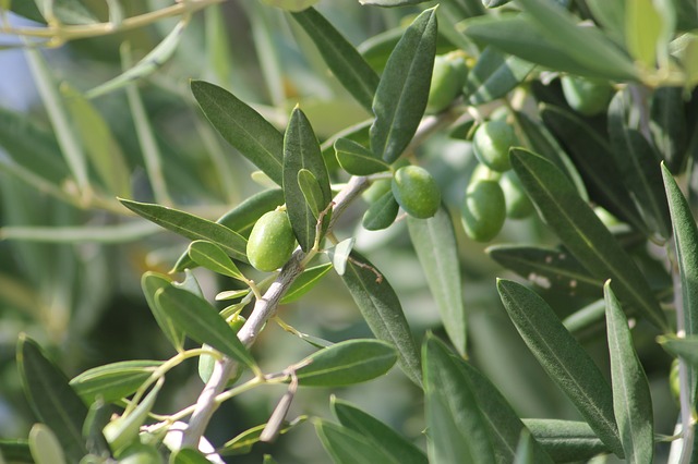 Risistemazione dell’olivo: Istruzioni