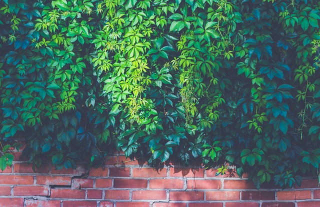 Verde un muro nel giardino