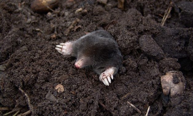 Anti-mole: come liberare il giardino