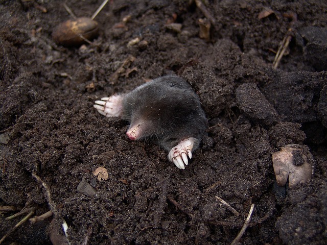Anti-mole: come liberare il giardino