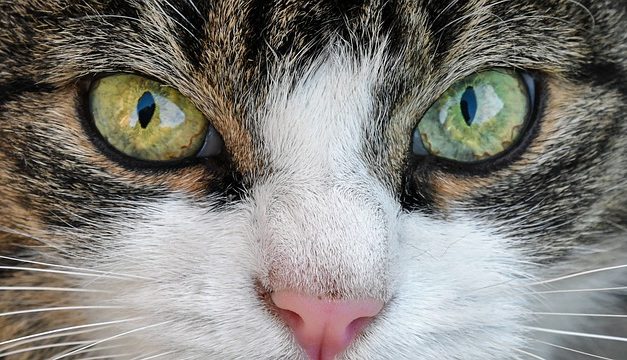 Un gatto ha problemi renali: è così che può aiutarlo in modo mirato