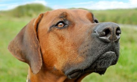 Cane ha il naso asciutto – cosa fare?