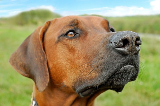 Cane ha il naso asciutto – cosa fare?