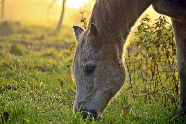 Combattere gli acari dell’erba nei cavalli: ecco come si procede