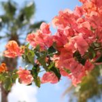 Il Bougainvillea non è in fiore – cosa fare?