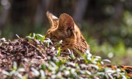 Mantenere un gatto servalo come animale domestico – cosa è importante?