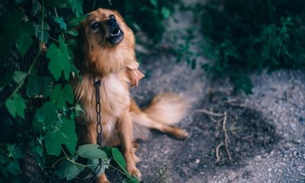 Calcolare gli anni del cane: come funziona