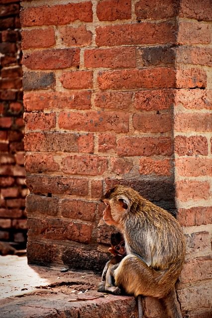 Comprare una scimmia casalinga: Pro e contro
