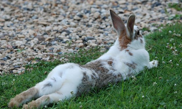 Conigli albini: fatti interessanti su conservazione e manipolazione